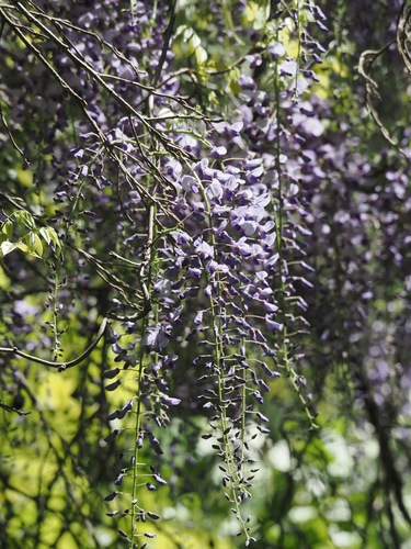 Japanese wisteria (Wisteria floribunda)