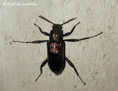 Strongylium bifoveolatum