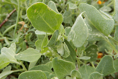 Chenopodium fremontii