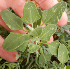 Chenopodium fremontii