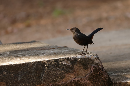 Indian Robin