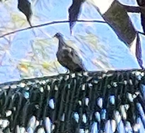 Geopelia striata observed 2026-05-05