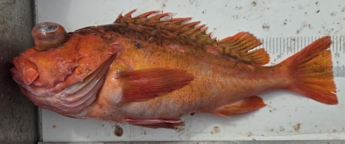 Greenblotched rockfish (Sebastes rosenblatti) — Sebastidae — 2
