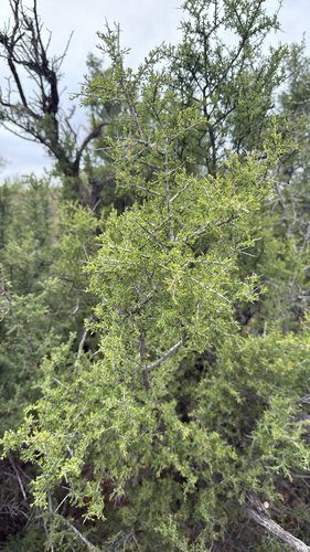 Condalia warnockii, photograph 4