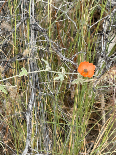 Sphaeralcea laxa, photograph 4