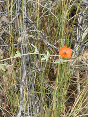 Sphaeralcea laxa, photograph (c) Stacy R, some rights reserved (CC BY)