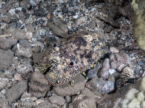 Parribacus antarcticus, 2026-04-24