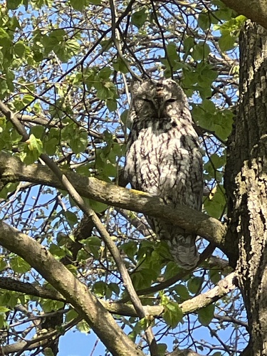 Tawny Owl