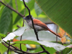 Terpsiphone atrochalybeia