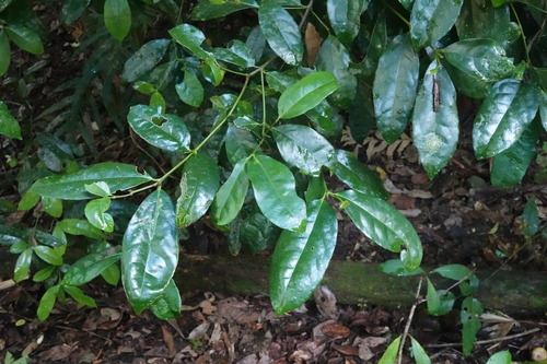 Doryphora aromatica observed 2026-05-05