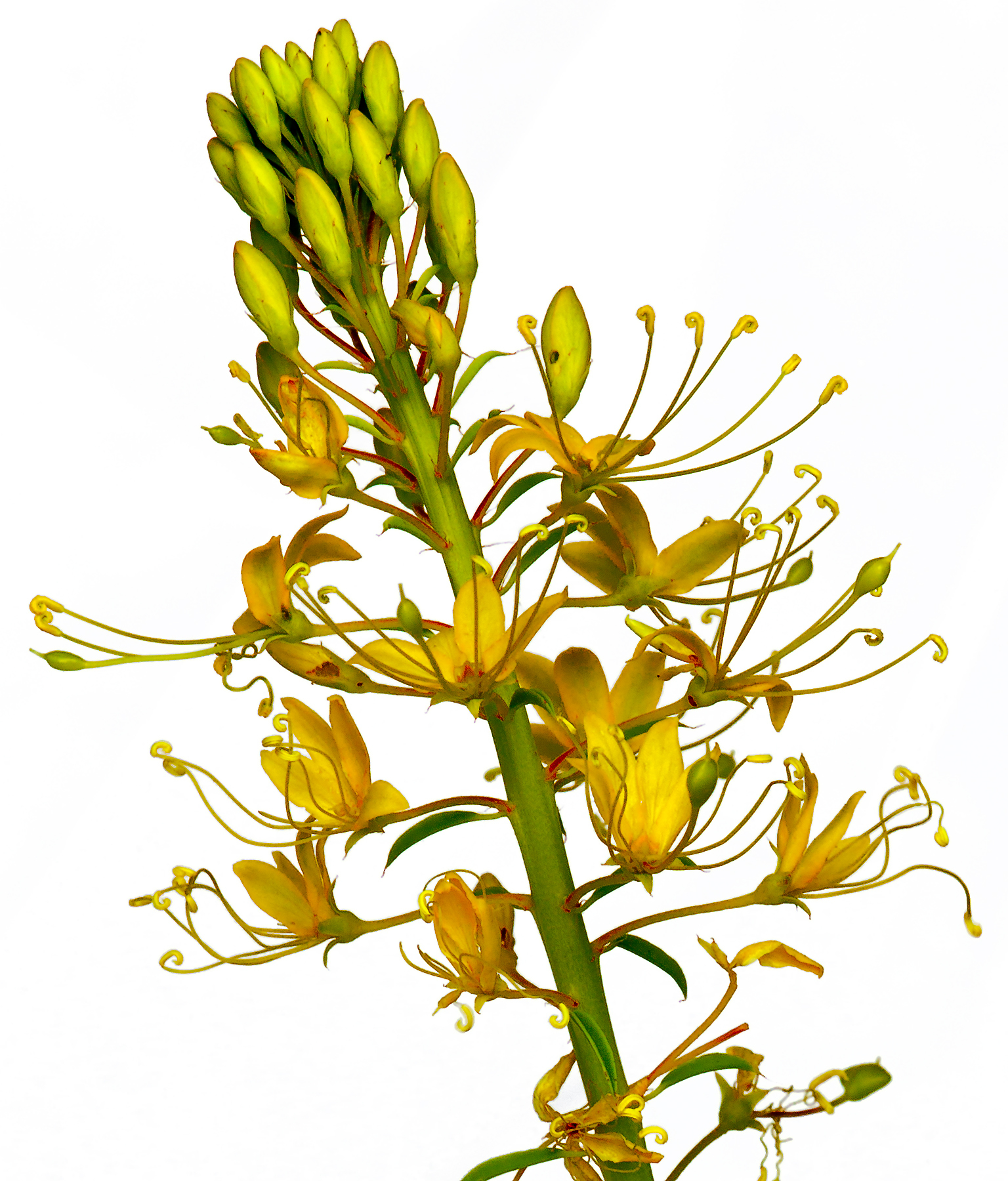 Cleomella longipes