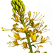 Chiricahua Mountain Stinkweed - Photo (c) Richard Reynolds, some rights reserved (CC BY-NC), uploaded by Richard Reynolds