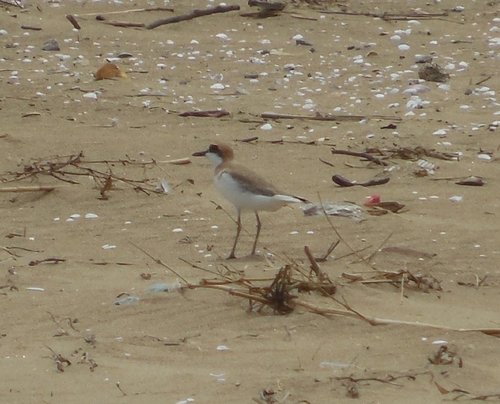 iNaturalist image
