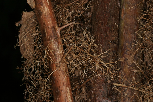 Gymnosphaera baileyana observed 2006-11-17