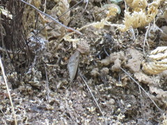 Cissia rubricata pseudocleophes