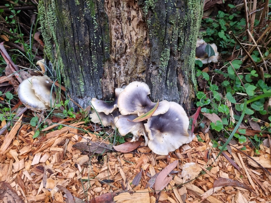 Omphalotus nidiformis · May 2026 · photo: © figggy (iNaturalist, cc0)