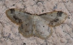Idaea trigeminata