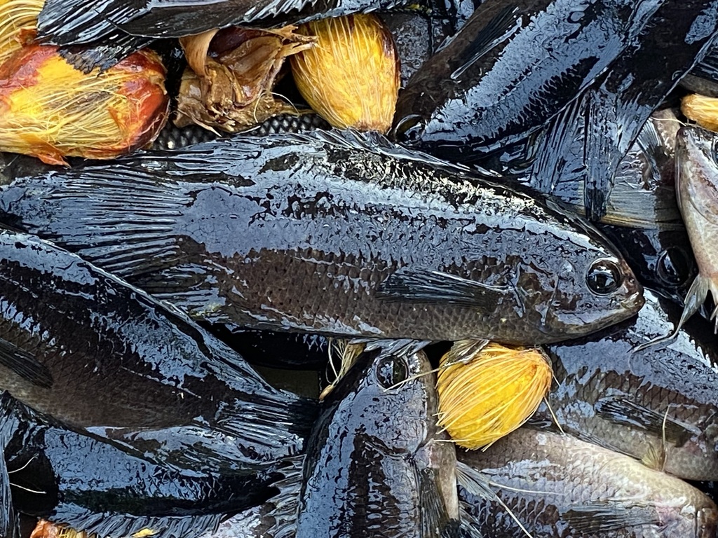 Java combtail (Belontia hasselti) — Osphronemidae