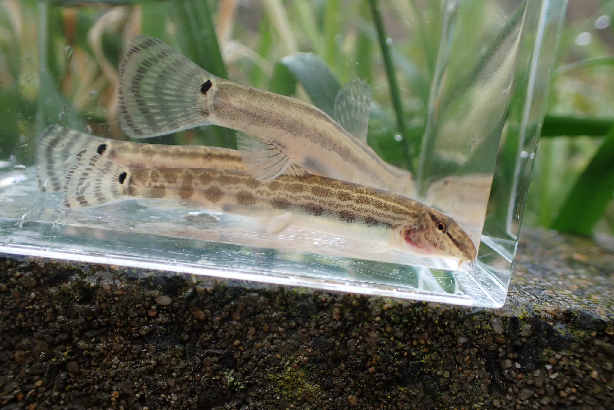 Ariake Stripe Spined Loach photo 6