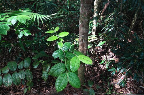 Palmeria scandens observed 2026-05-05