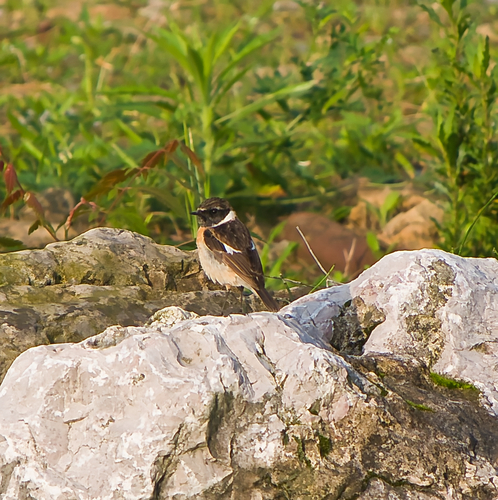 Siberian Stonechat