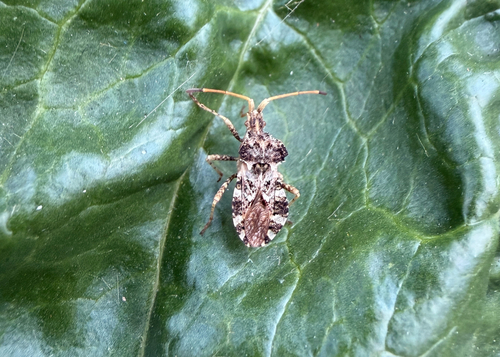 Leaf-footed bug photo 5