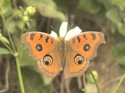 Peacock Pansy