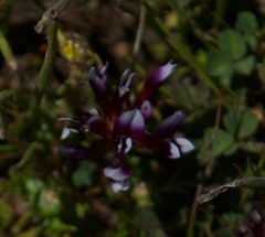 Trifolium variegatum