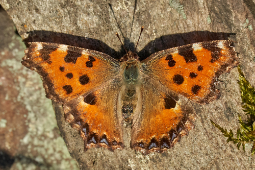 Large Tortoiseshell