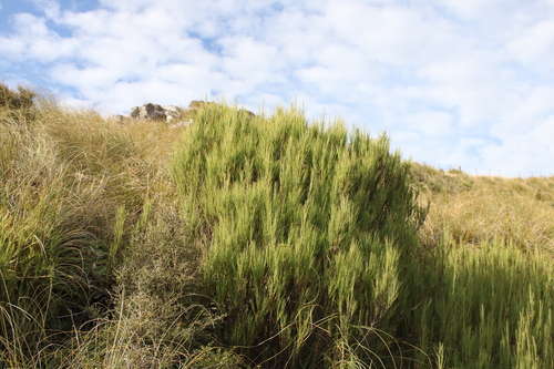 Dracophyllum acerosum observed 2026-04-26