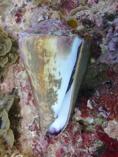 Conus distans observed 2026-04-25