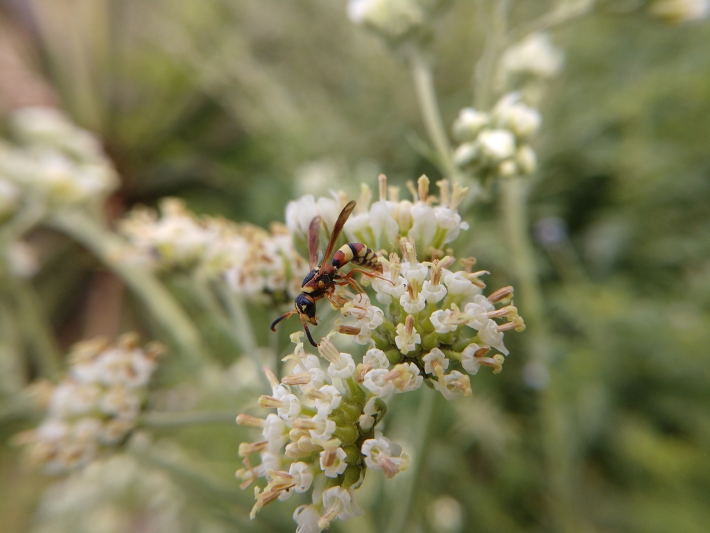 Dolichodynerus tanynotus