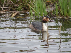 Podiceps cristatus