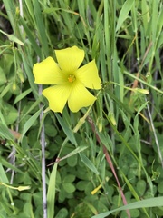 Oxalis pes-caprae