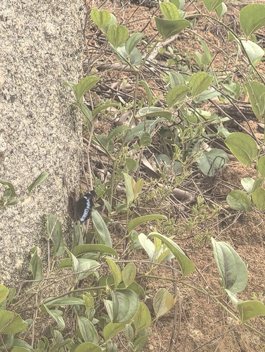 Blue Admiral