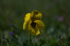 Viola douglasii