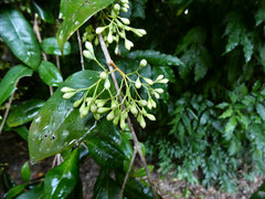 Syzygium fibrosum