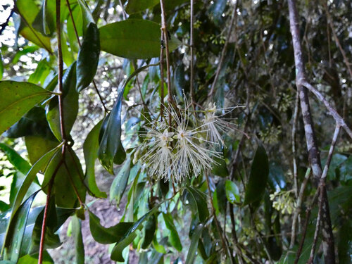 Syzygium fibrosum, photograph 2