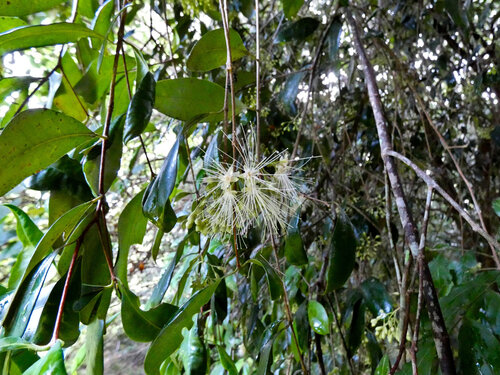 Syzygium fibrosum, photograph 1