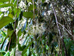 Syzygium fibrosum, photograph (c) Steve Fitzgerald, some rights reserved (CC BY-SA)