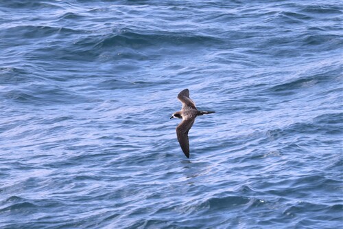 Galapagos Petrel (Pterodroma phaeopygia), photo 9