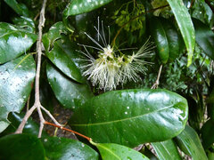 Syzygium fibrosum, photograph (c) Steve Fitzgerald, some rights reserved (CC BY-SA)