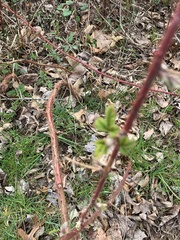 Rubus phoenicolasius