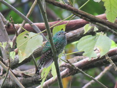 Chrysococcyx cupreus