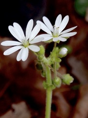 Stellaria cupaniana