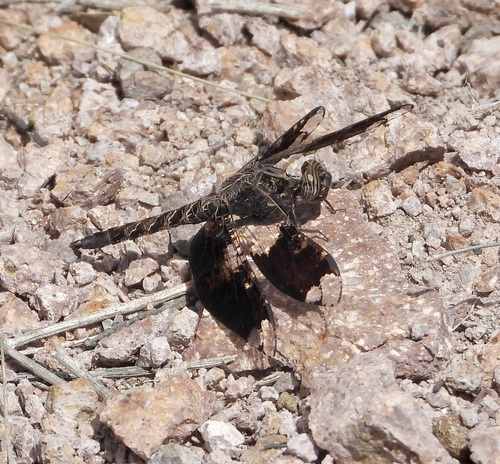 Filigree Skimmer photo 5