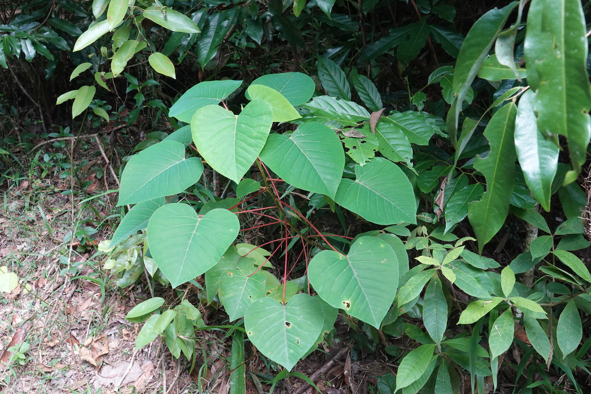 Imagem de Homalanthus novoguineensis