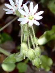 Stellaria cupaniana
