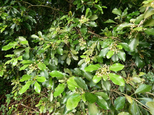 Pittosporum tinifolium, photograph 3