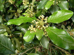 Pittosporum tinifolium, photograph (c) Steve Fitzgerald, some rights reserved (CC BY-SA)